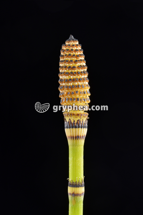 Prêle - strobile à maturité (Equisetum hyemale) - gryphea.com